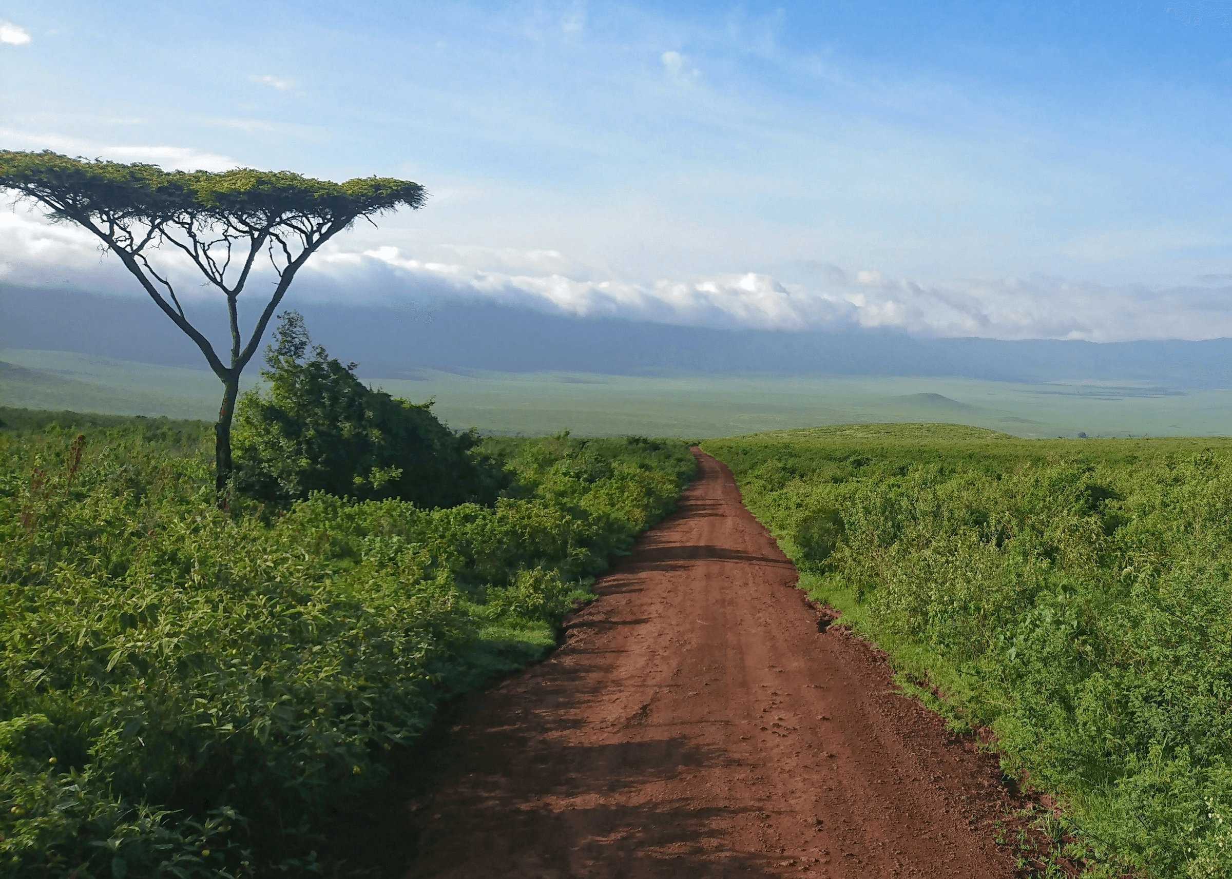 Safari Landscape